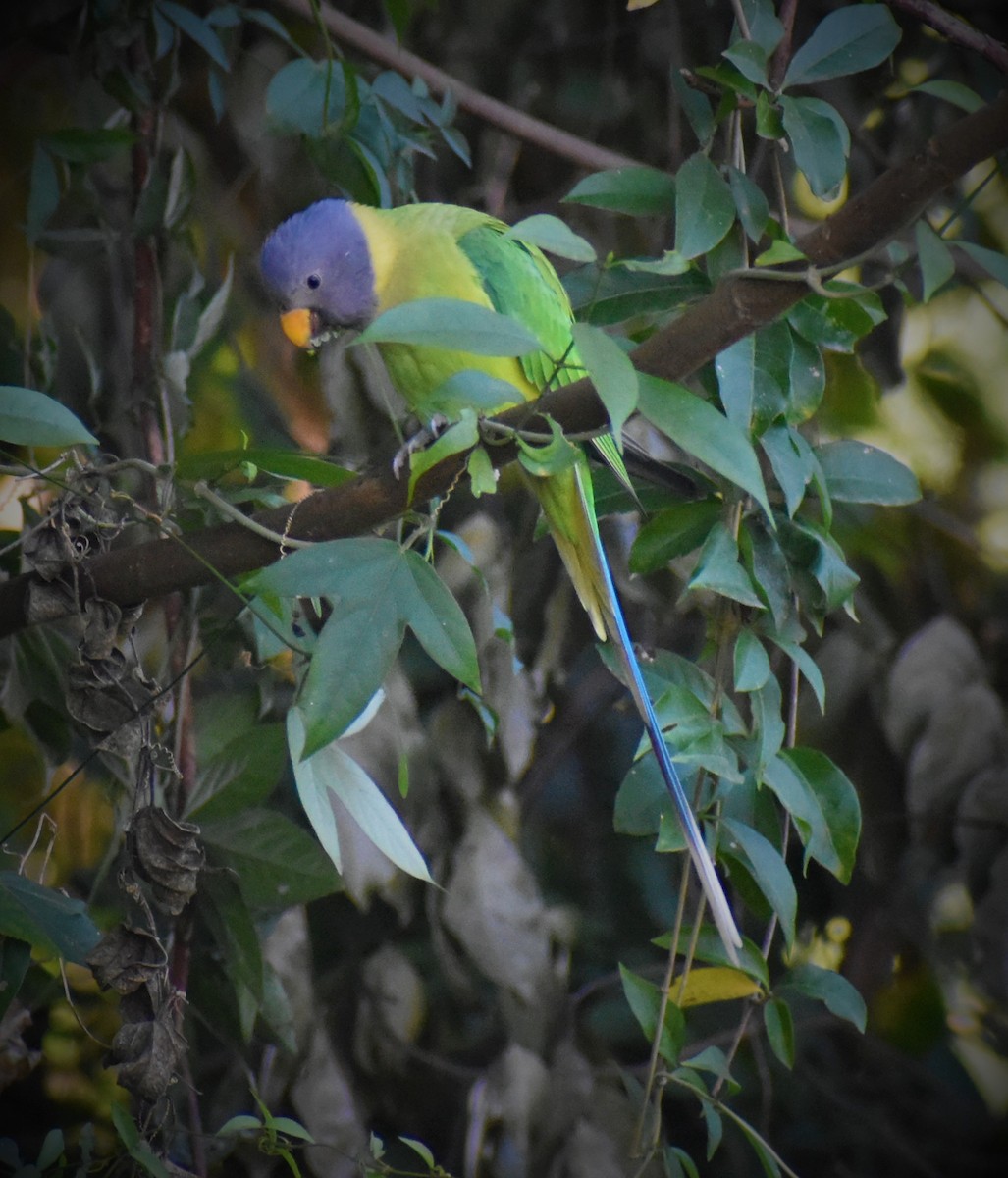 Plum-headed Parakeet - ML289513091