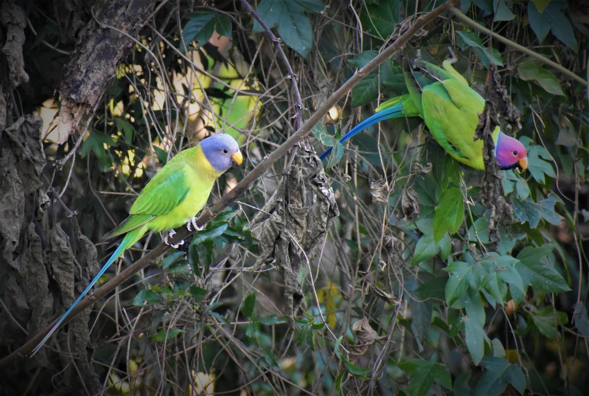 Plum-headed Parakeet - ML289513151