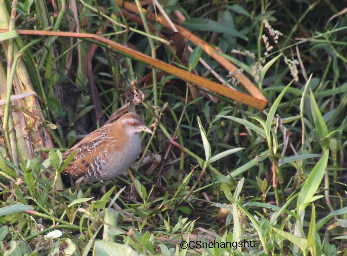 Baillon's Crake - Snehangshu Chakraborti