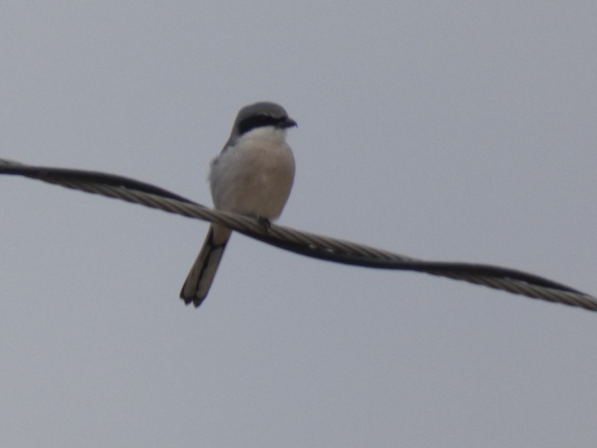 Loggerhead Shrike - ML289513651