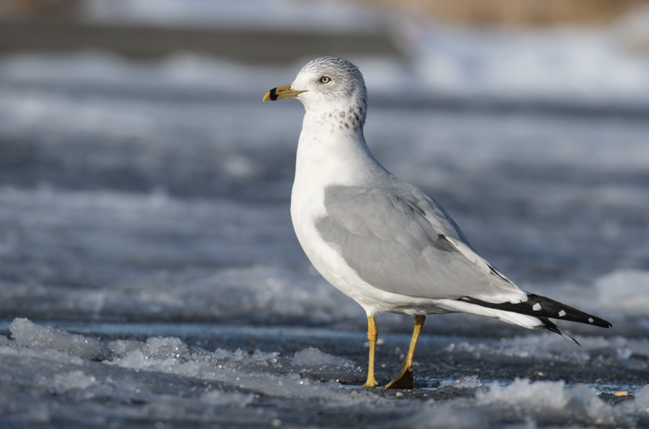 Ring-billed Gull - ML289514451