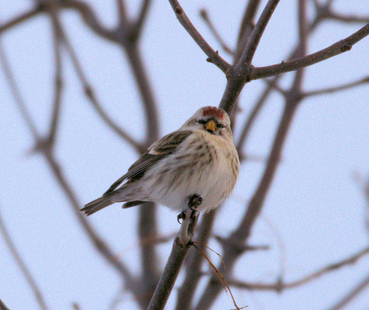 Redpoll (Common) - ML289514611