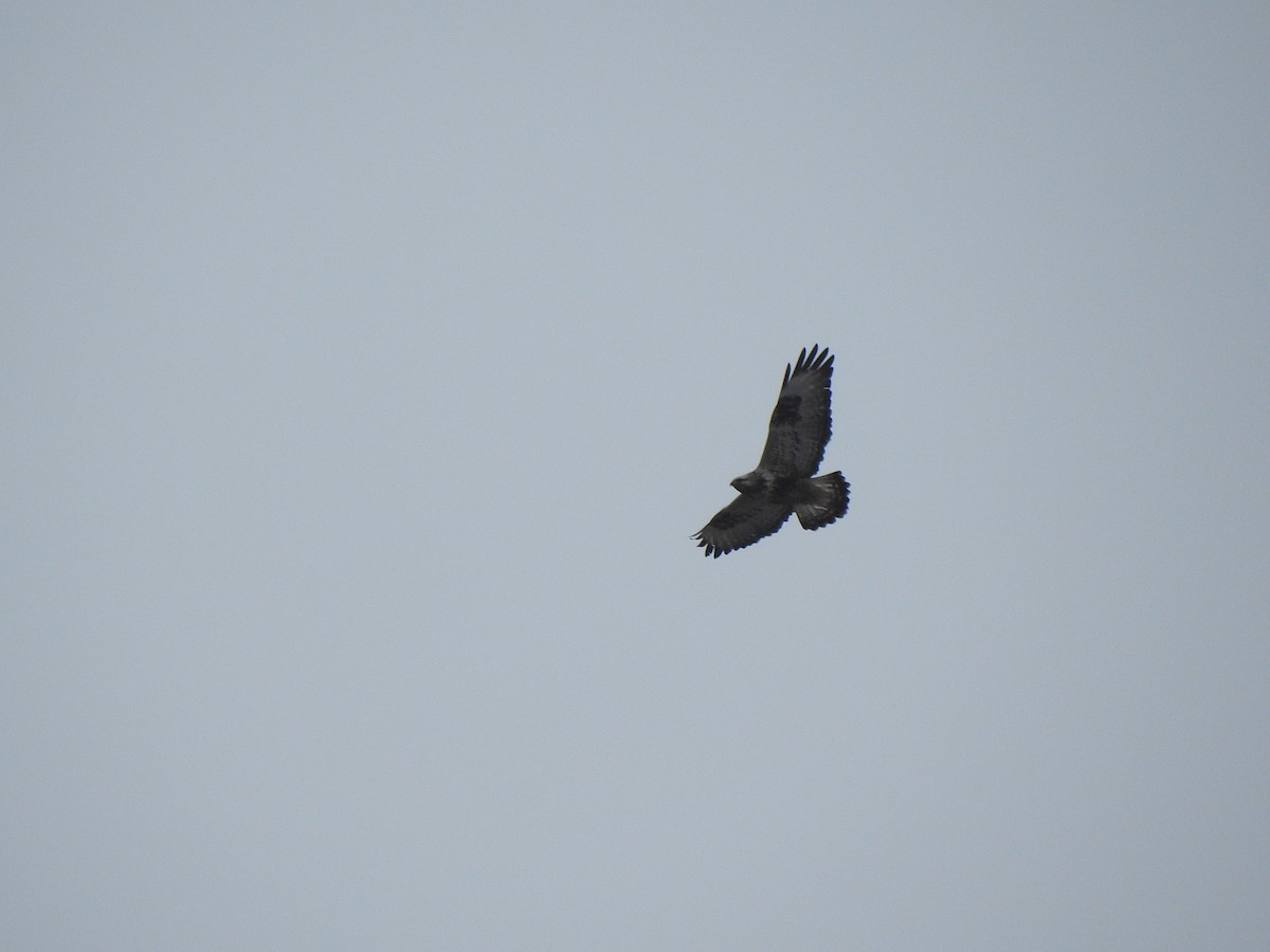 Rough-legged Hawk - Igor Kozytsky