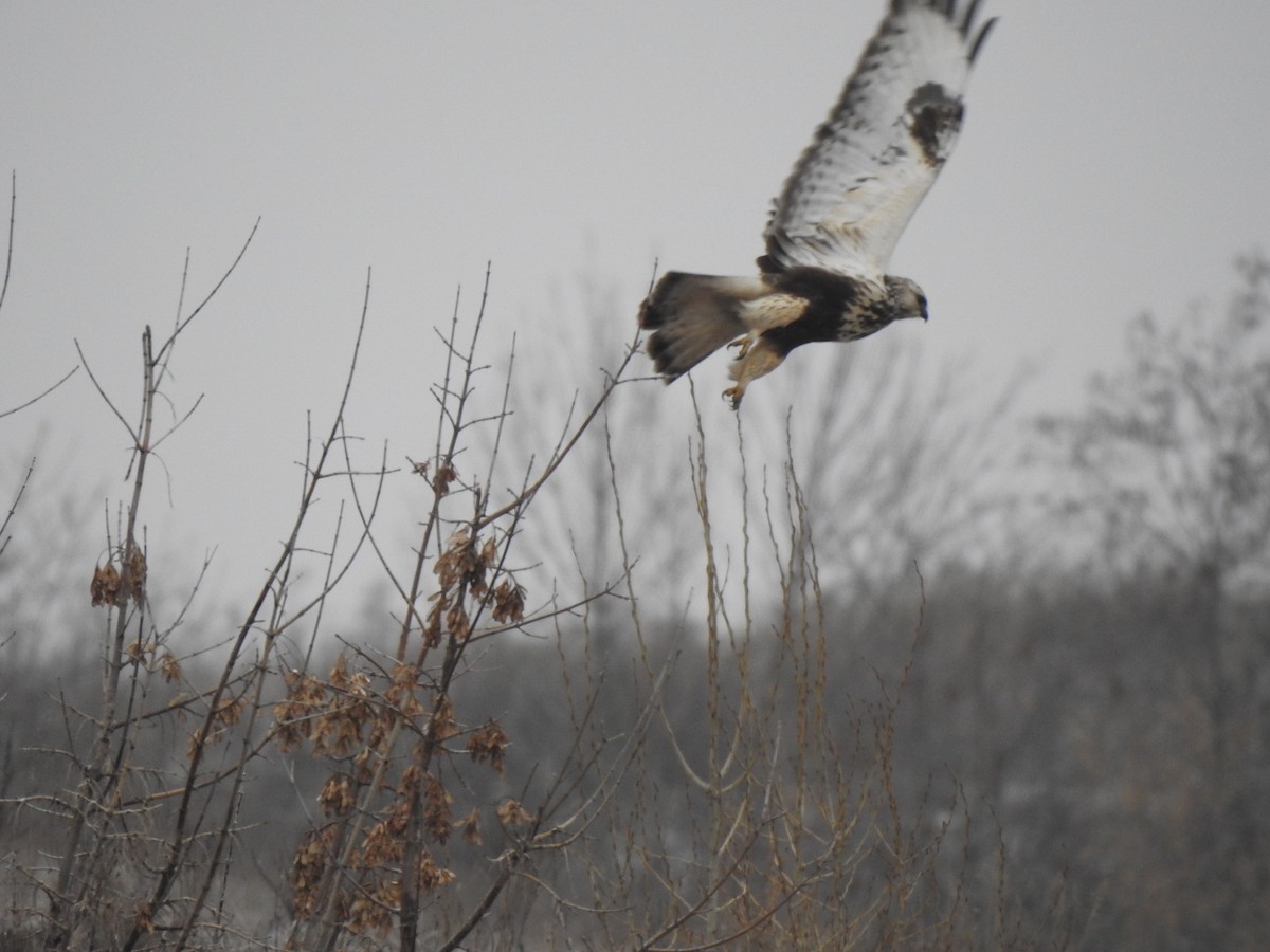 Rough-legged Hawk - Igor Kozytsky