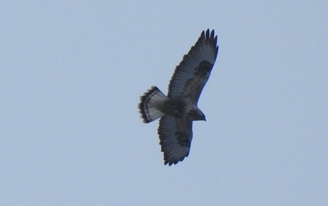 Rough-legged Hawk - Igor Kozytsky