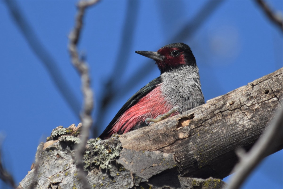 Lewis's Woodpecker - ML289515921