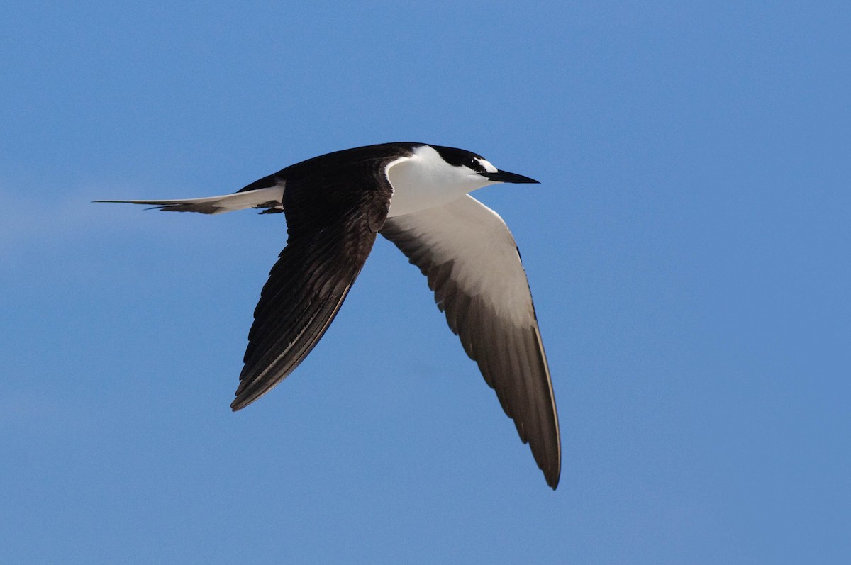 Sooty Tern - ML28951711