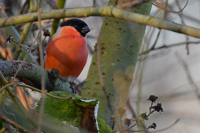 Eurasian Bullfinch - ML289517871