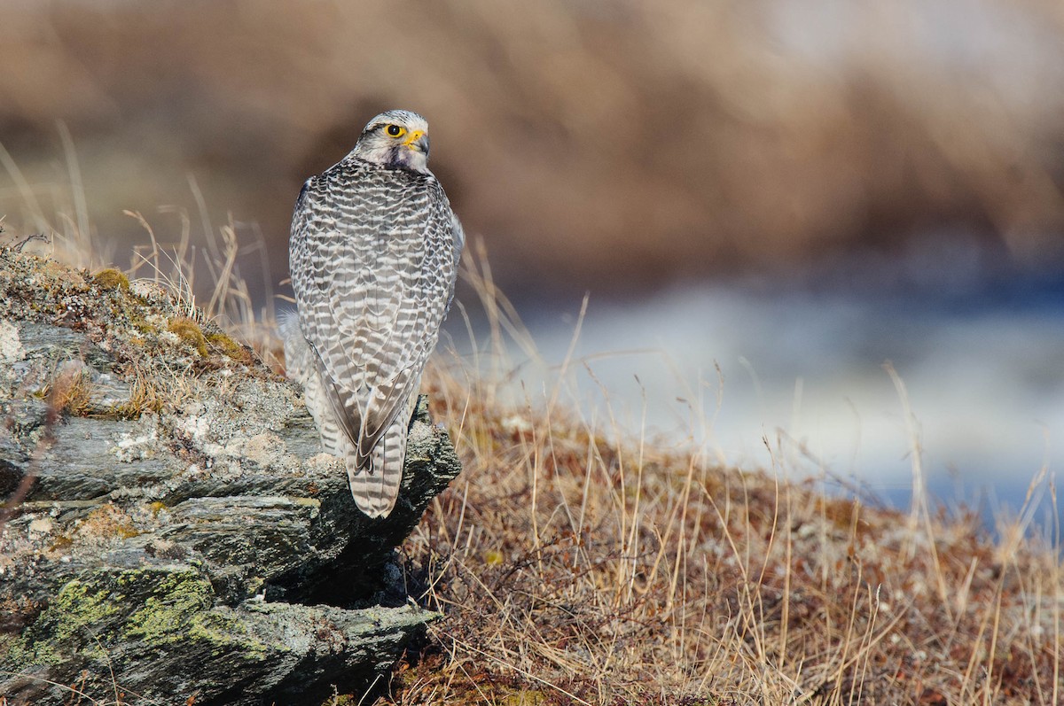 Gyrfalcon - ML28951881