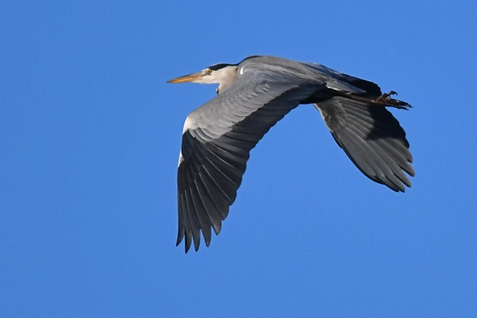 Хөх дэглий - ML289519021