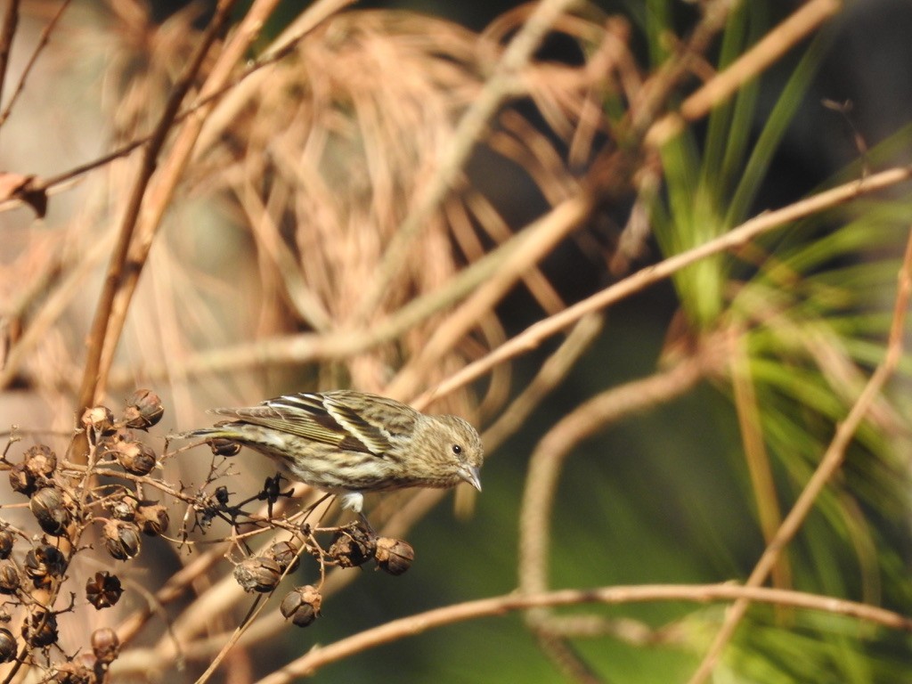 Pine Siskin - ML289520031