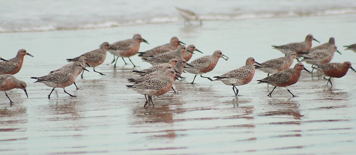 Red Knot - ML28952241