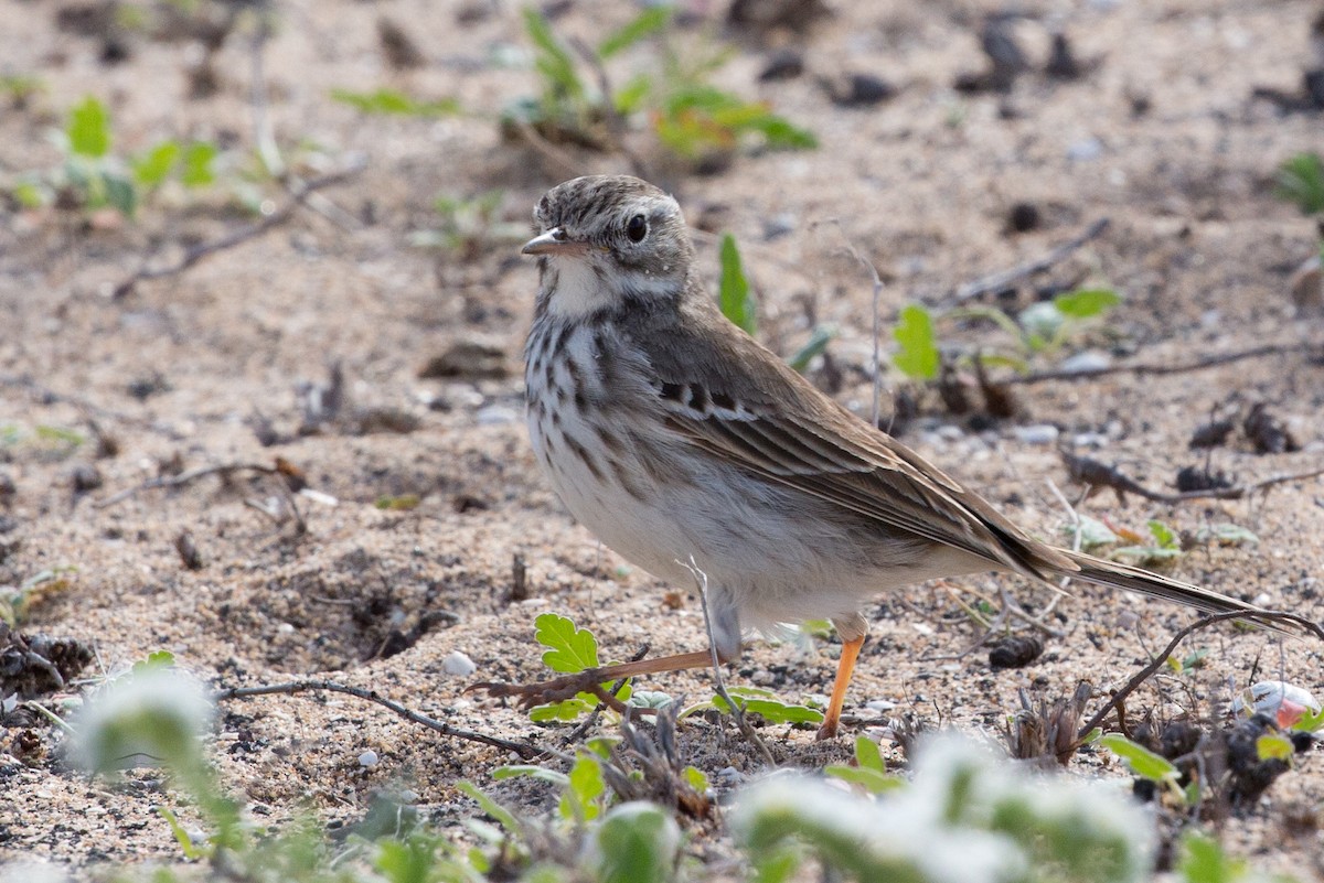 Berthelot's Pipit - Hans van der Hoeven