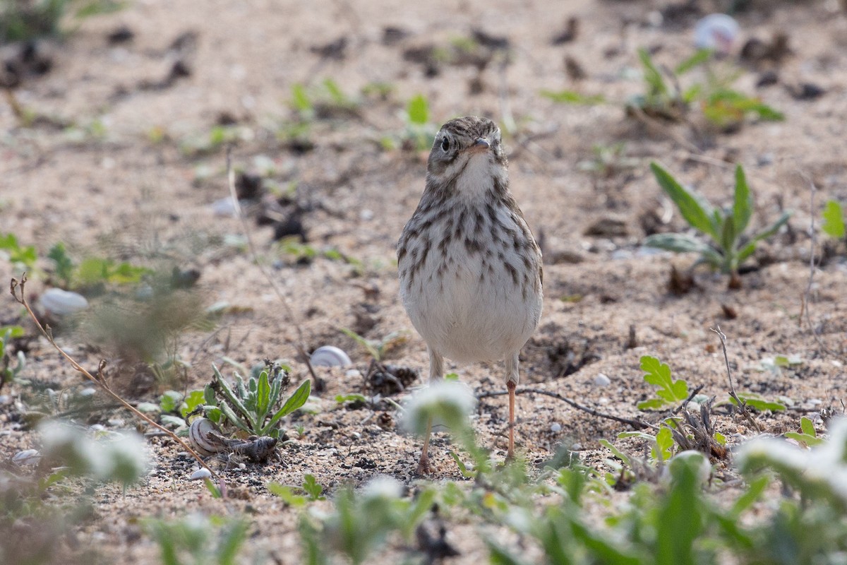 Berthelot's Pipit - ML289523101