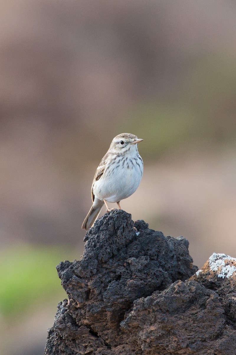 Berthelot's Pipit - Hans van der Hoeven