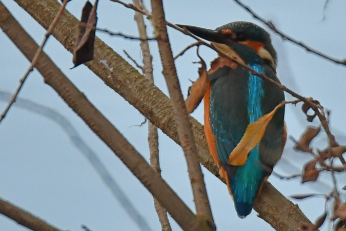 Common Kingfisher - ML289524151