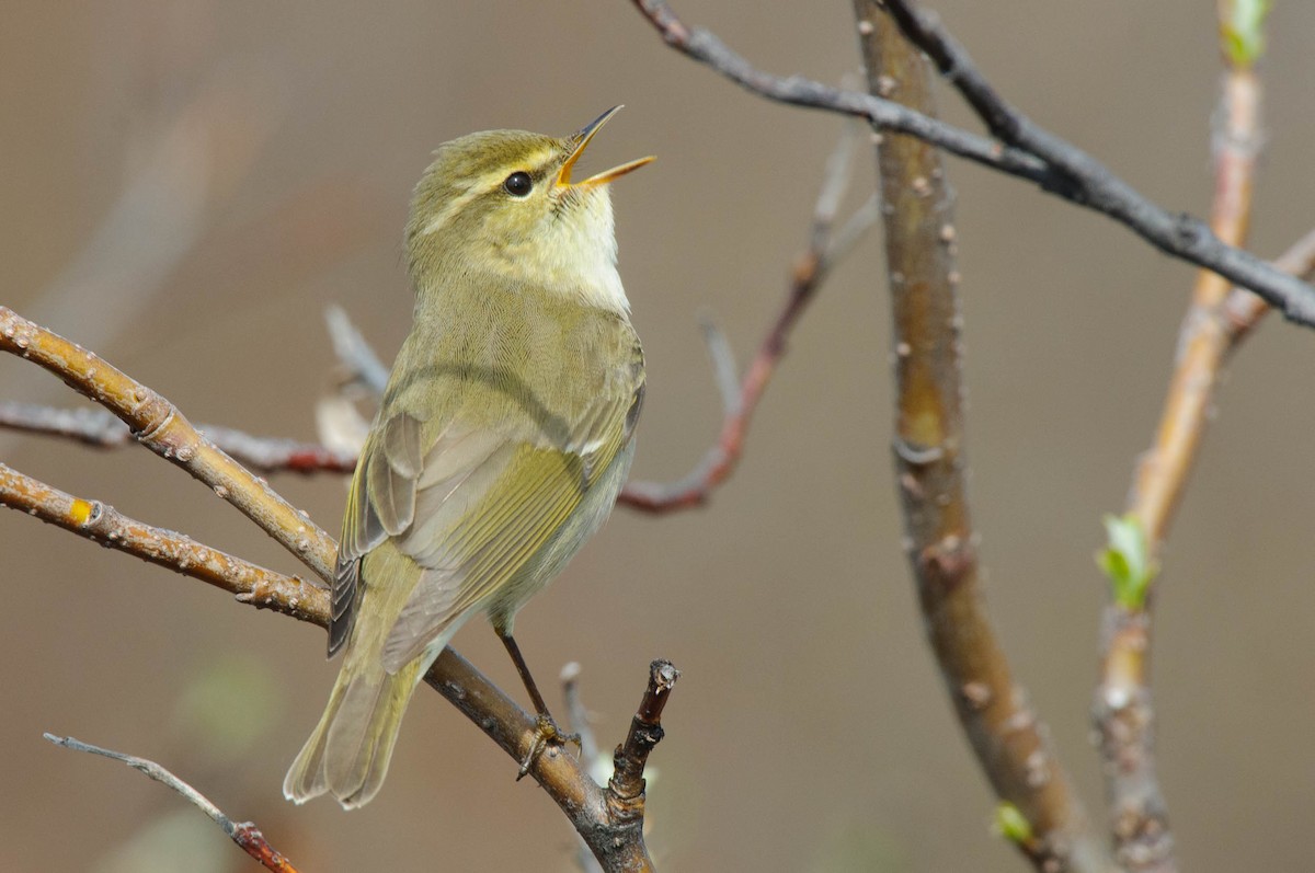 Arctic Warbler - Gerrit Vyn