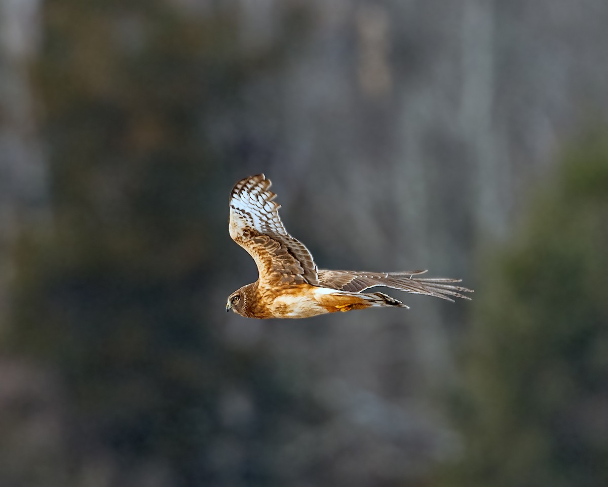 Northern Harrier - ML289525391