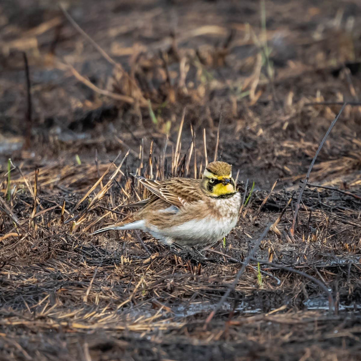 Horned Lark - ML289525551