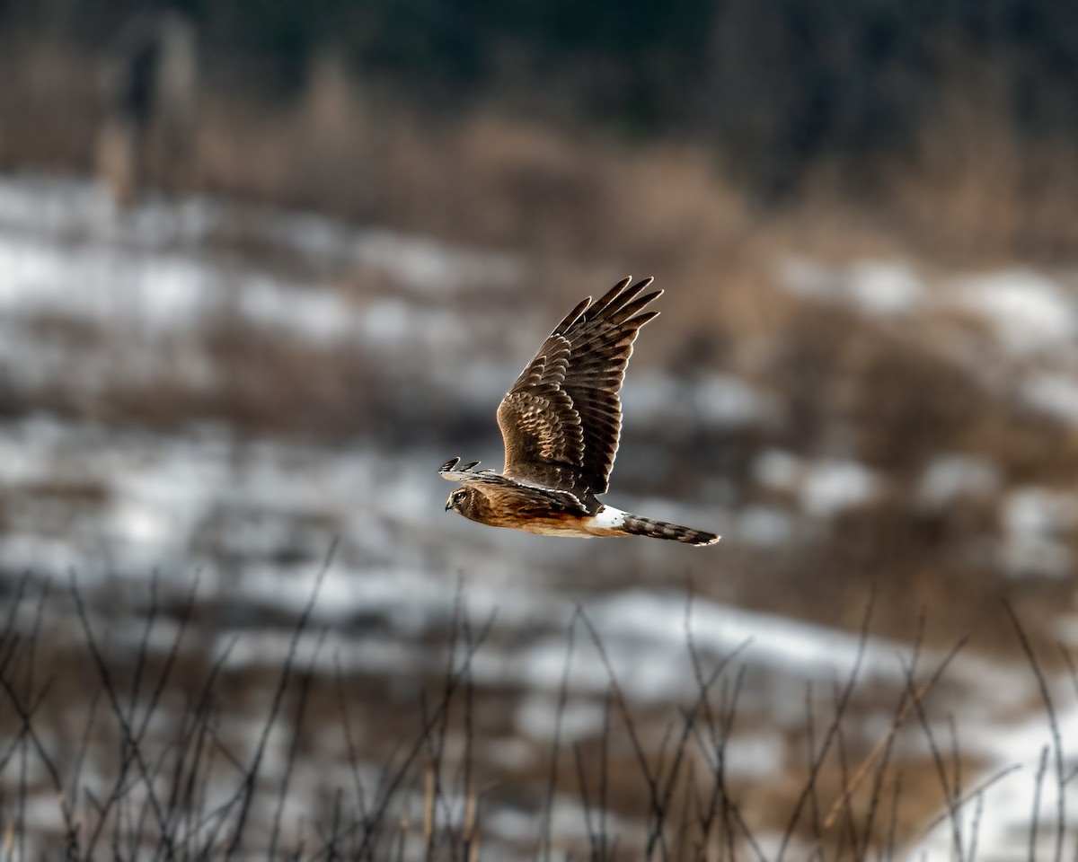Northern Harrier - ML289525771