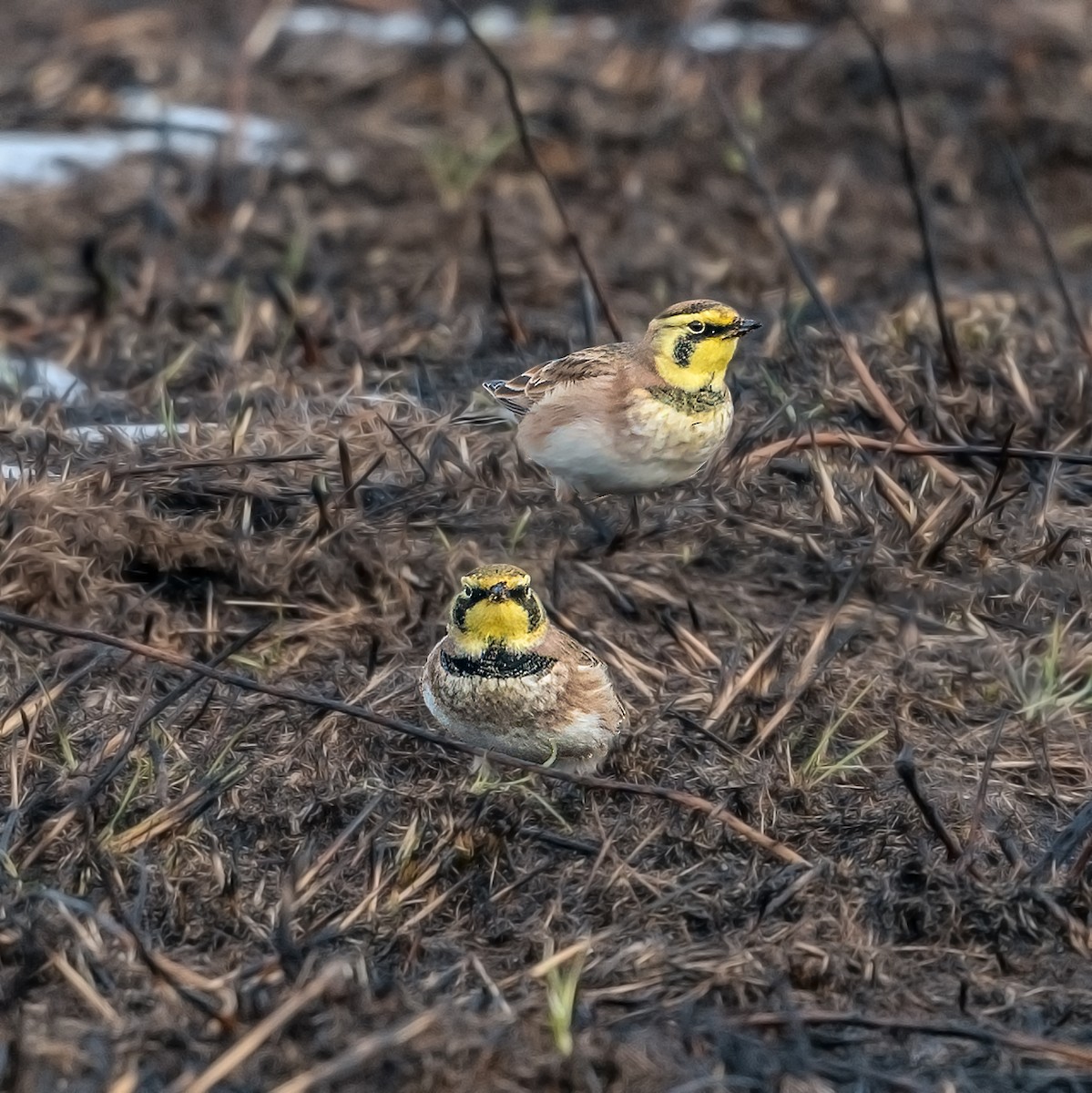 Horned Lark - ML289525841