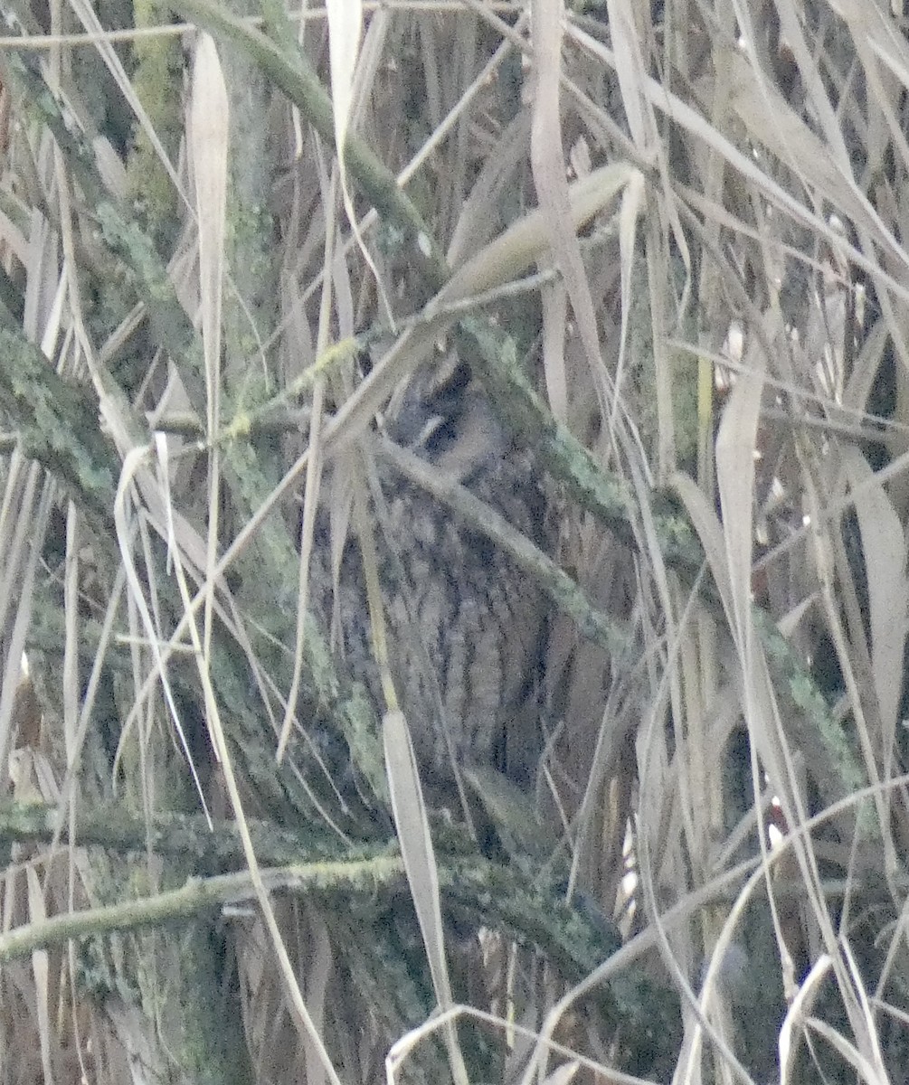Long-eared Owl - ML289526511