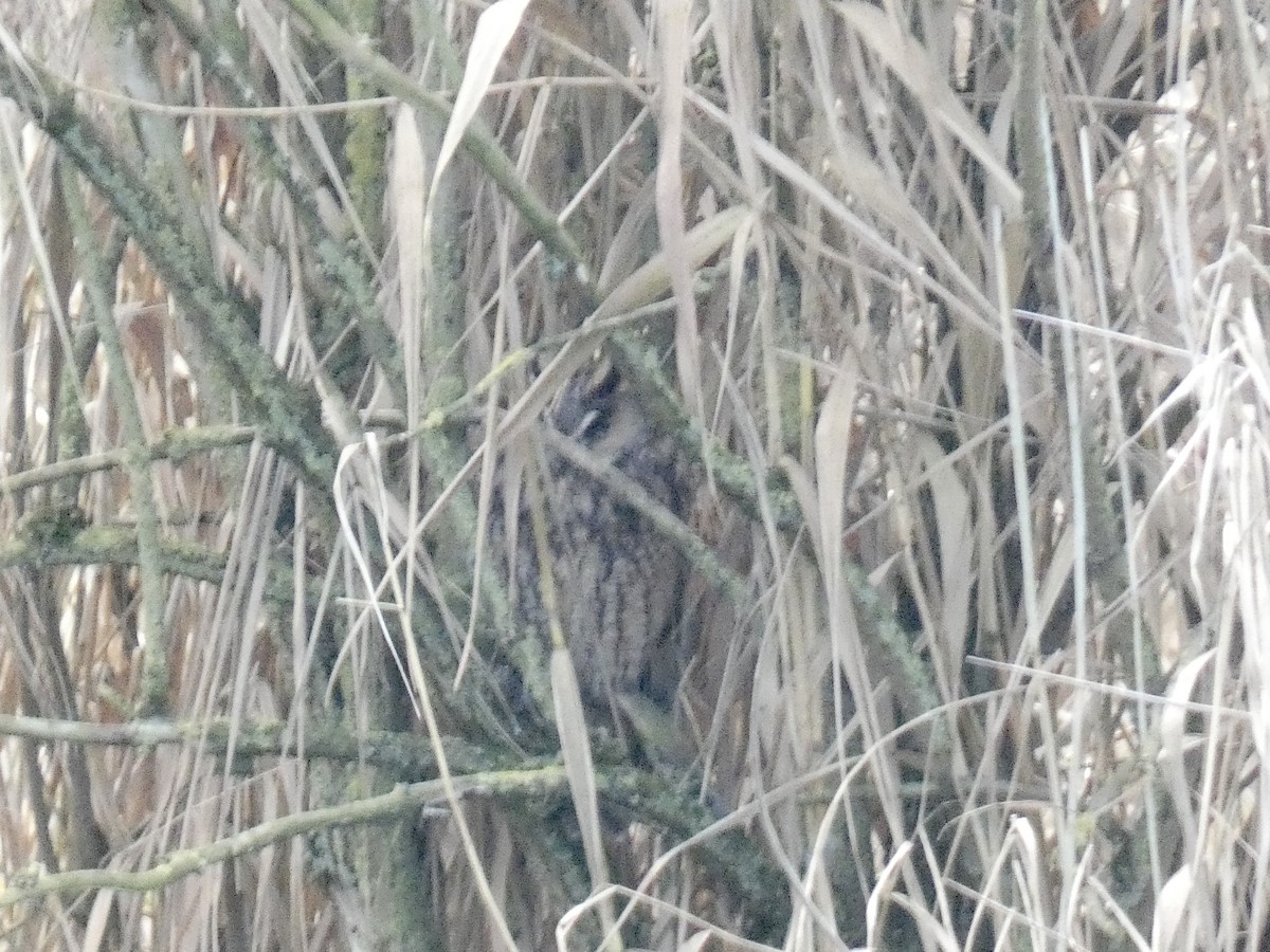 Long-eared Owl - Jean-Paul Boerekamps