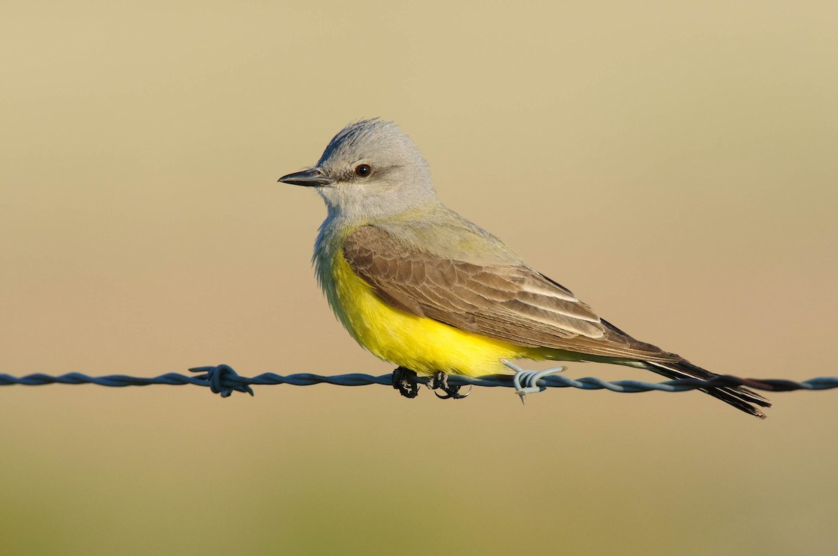 Western Kingbird - ML28952841