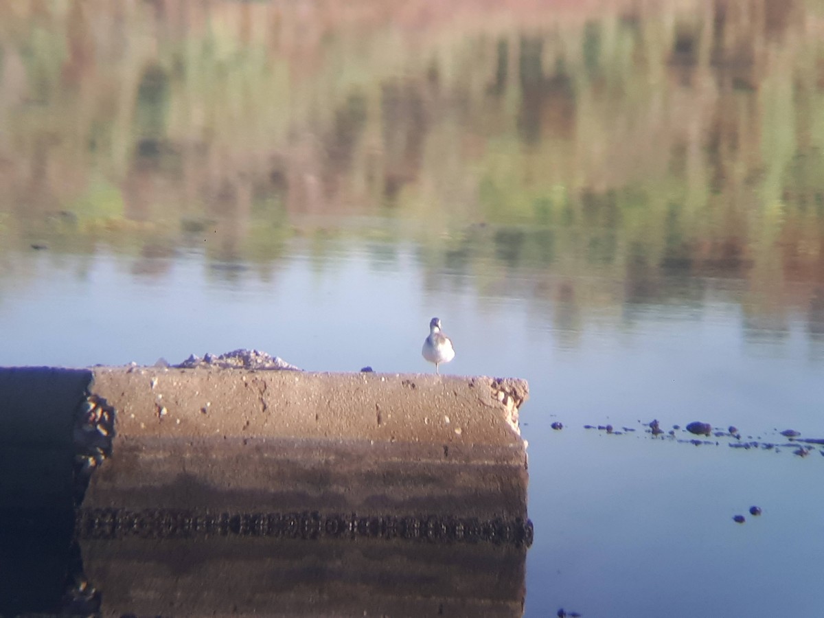 Spotted Sandpiper - ML289528541