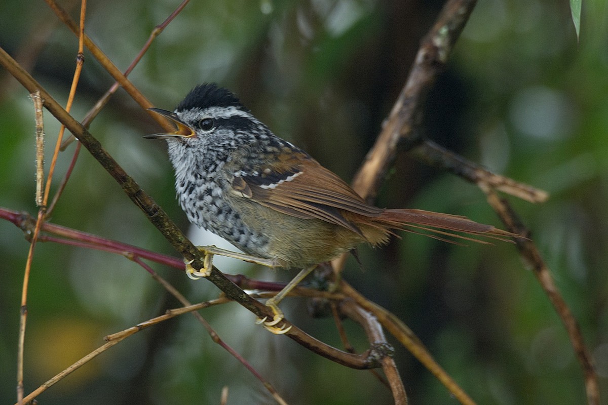 Rufous-tailed Antbird - LUCIANO BERNARDES