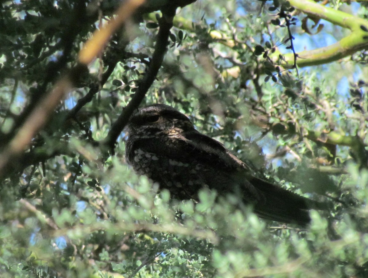 Scissor-tailed Nightjar - ML289529411