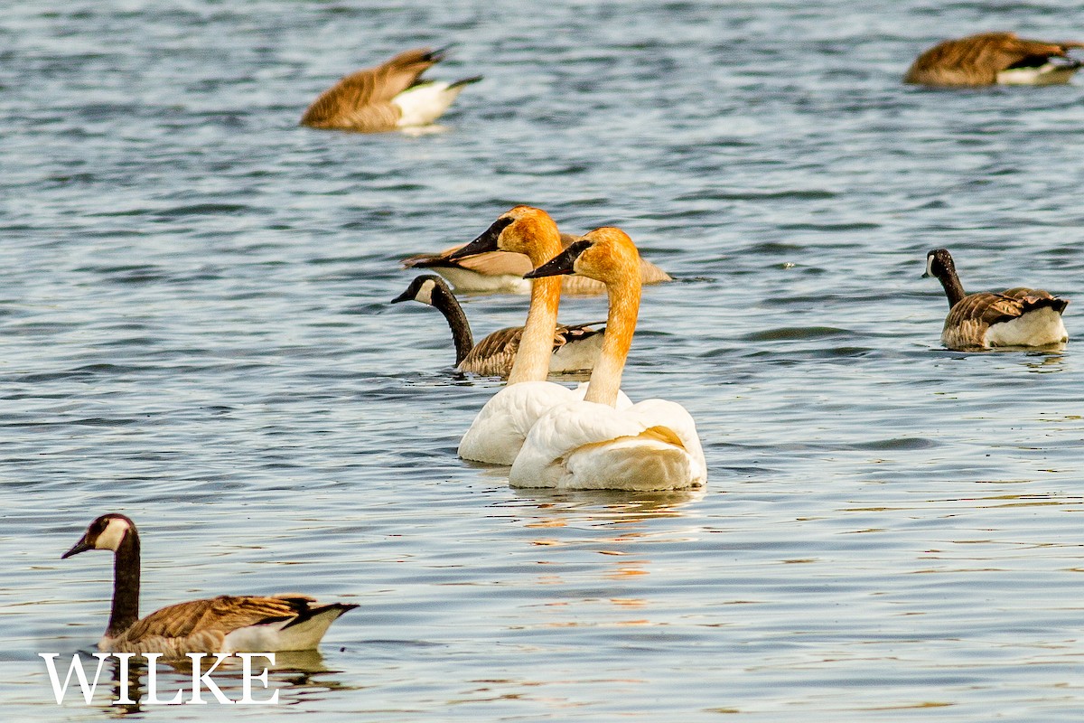 Trumpeter Swan - ML28953071