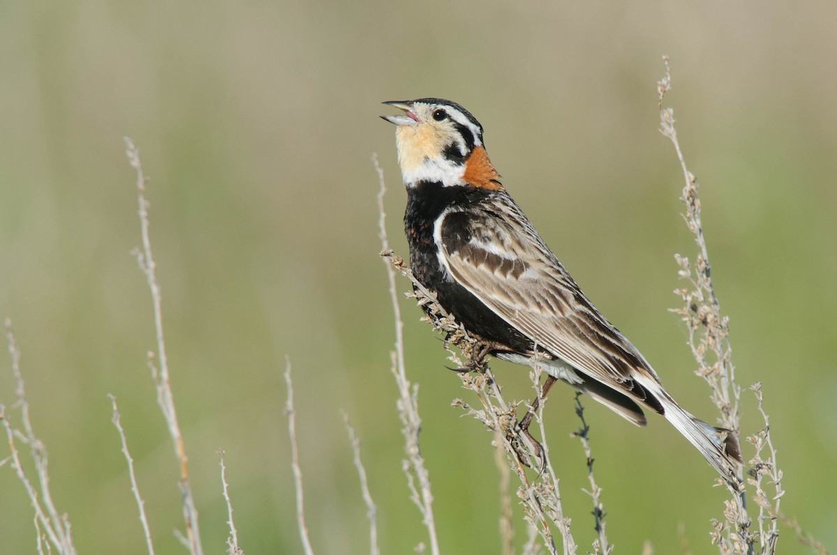 Chestnut-collared Longspur - Gerrit Vyn