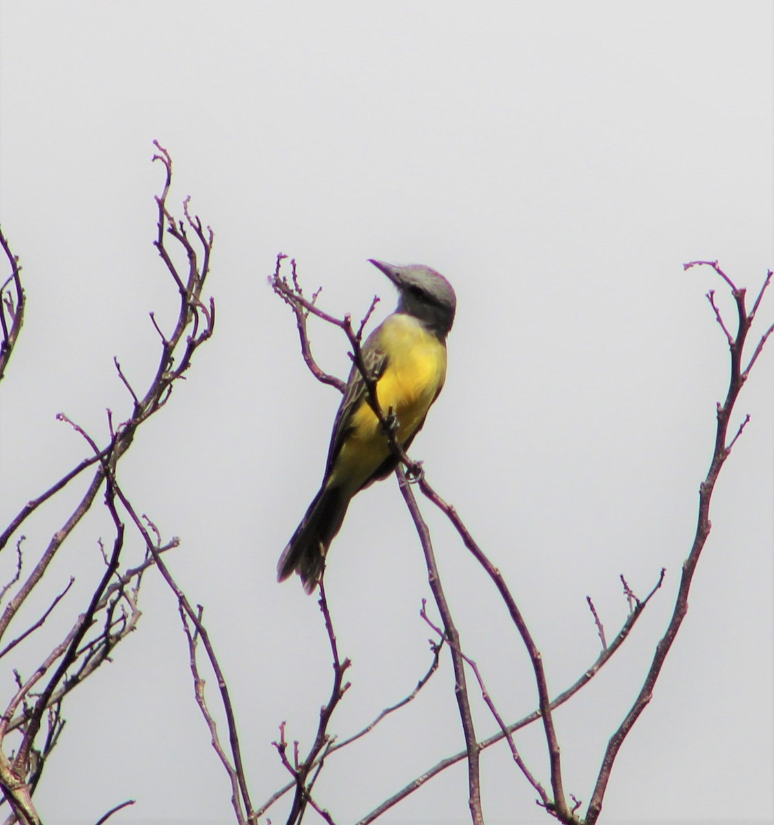 Tropical Kingbird - T L P L