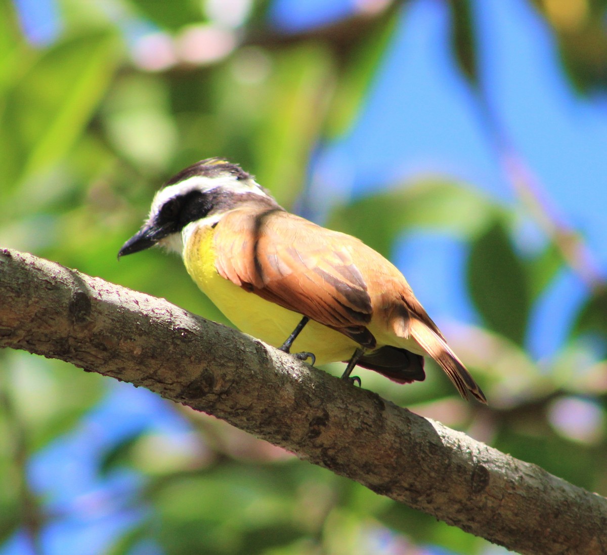 Great Kiskadee - ML289533471