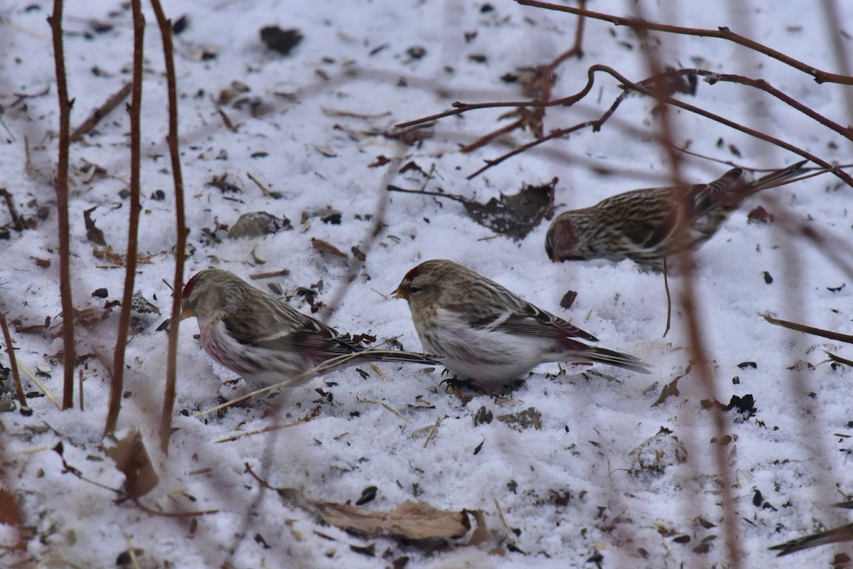 Hoary Redpoll - ML289533971