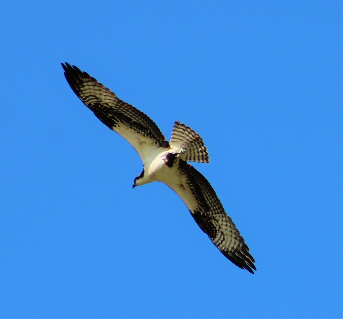 Balbuzard pêcheur - ML289534191