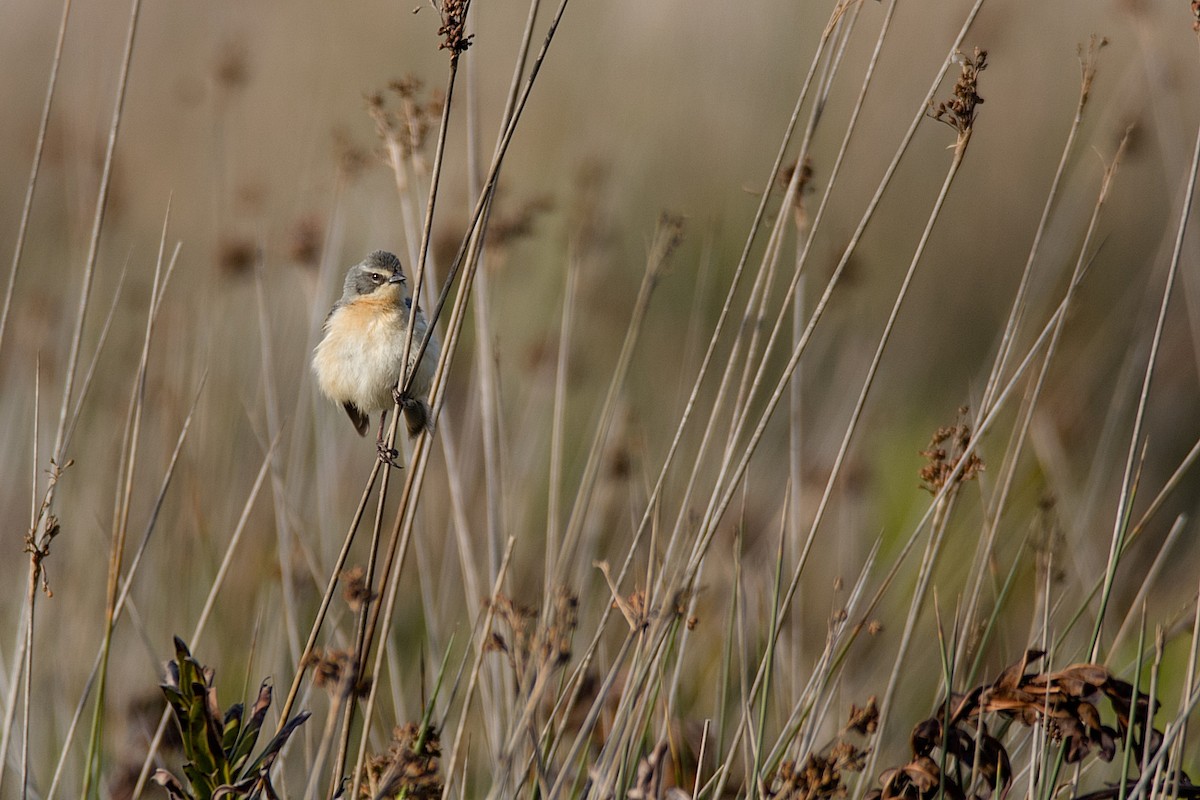 Long-tailed Reed Finch - ML289534971