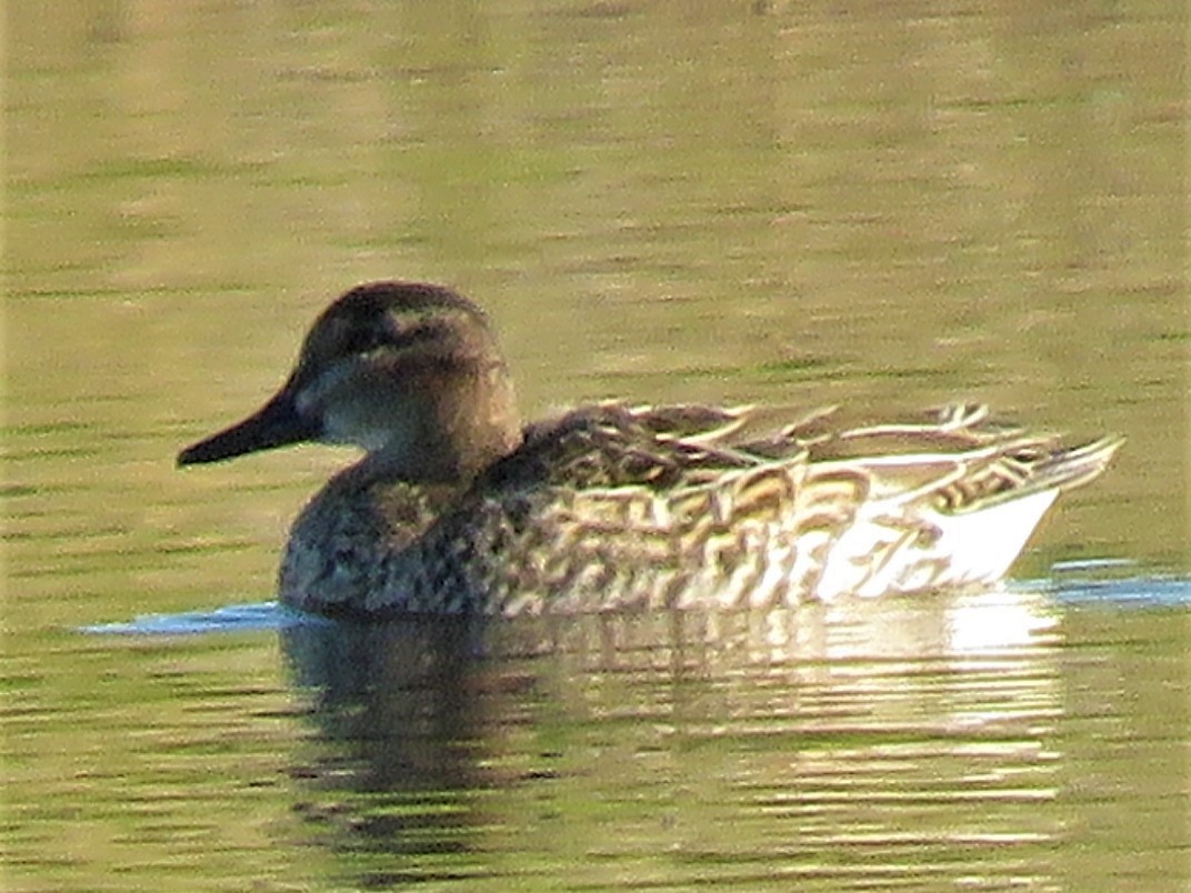 Green-winged Teal - ML289535081