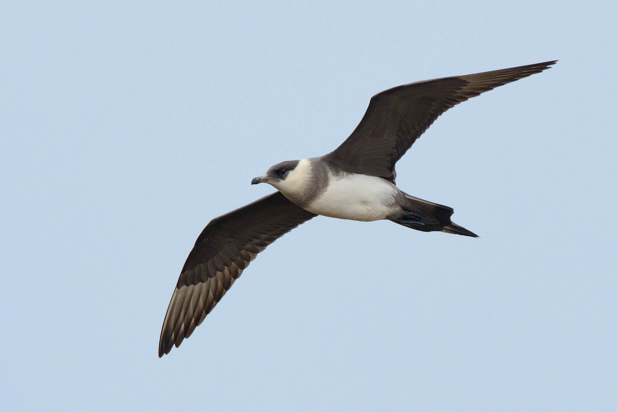 Parasitic Jaeger - ML28953611