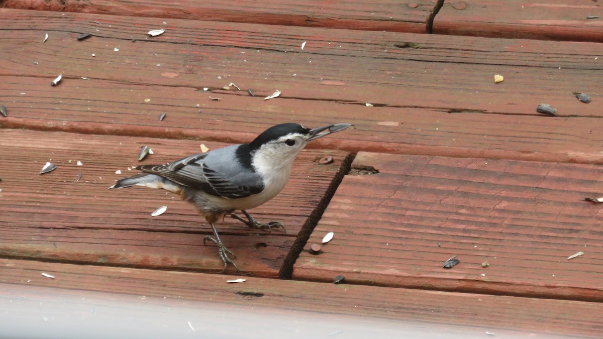 White-breasted Nuthatch - Fran Loyd