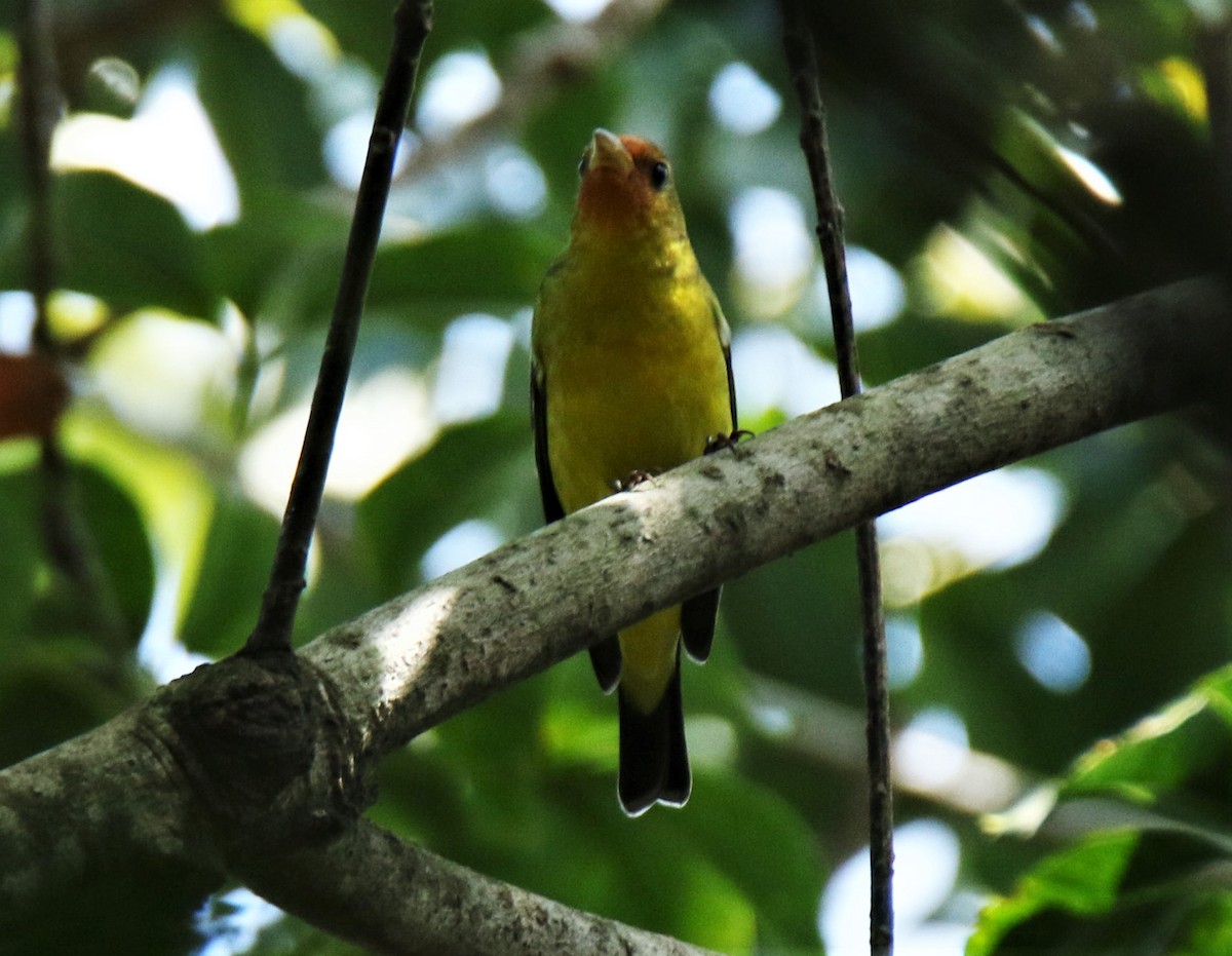 Western Tanager - ML289537251