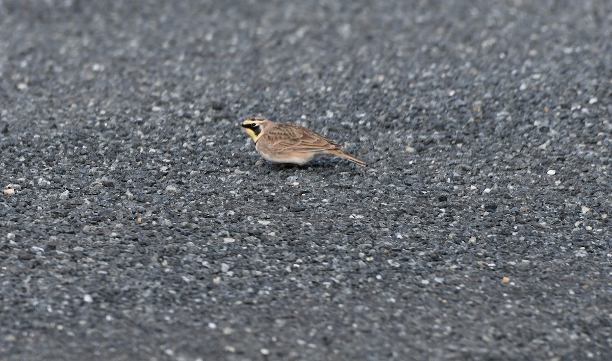 Horned Lark - ML289538821