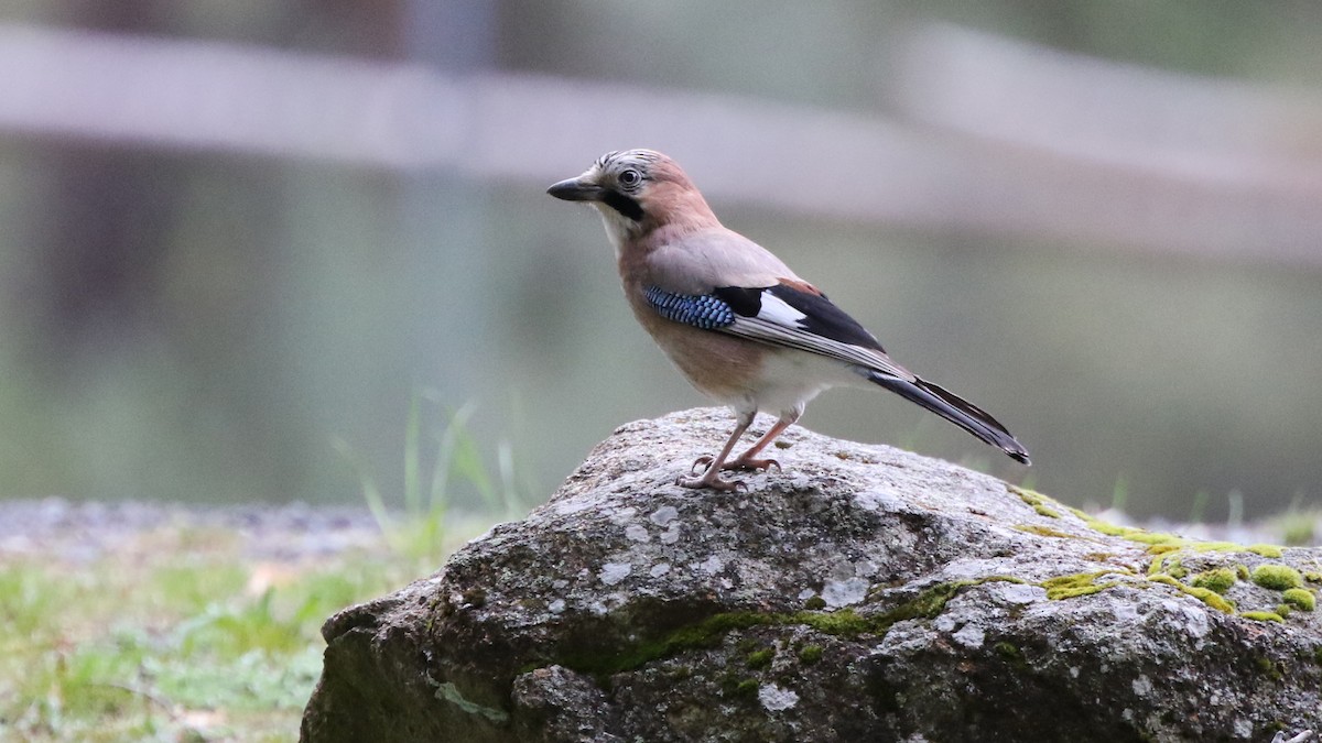 Eurasian Jay - ML28954061