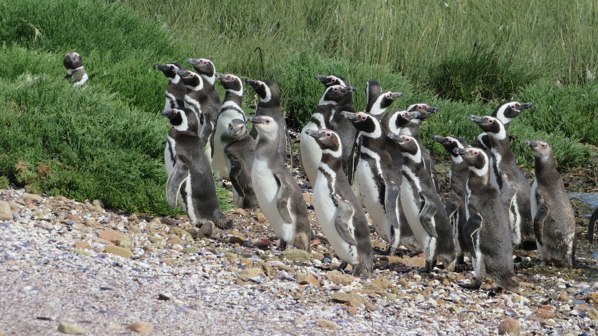 Magellanic Penguin - Francisco González Táboas