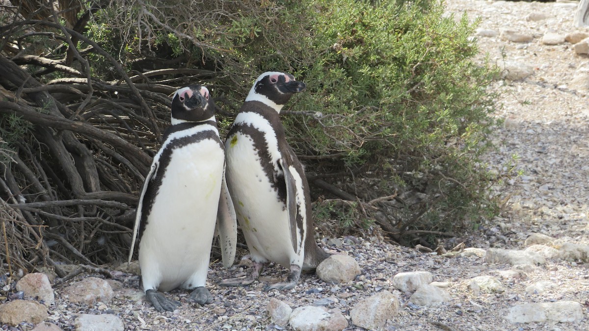 Magellanic Penguin - Francisco González Táboas