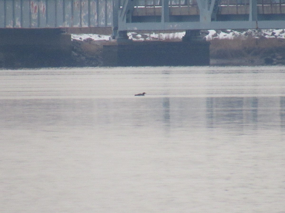Common Loon - ML289542491