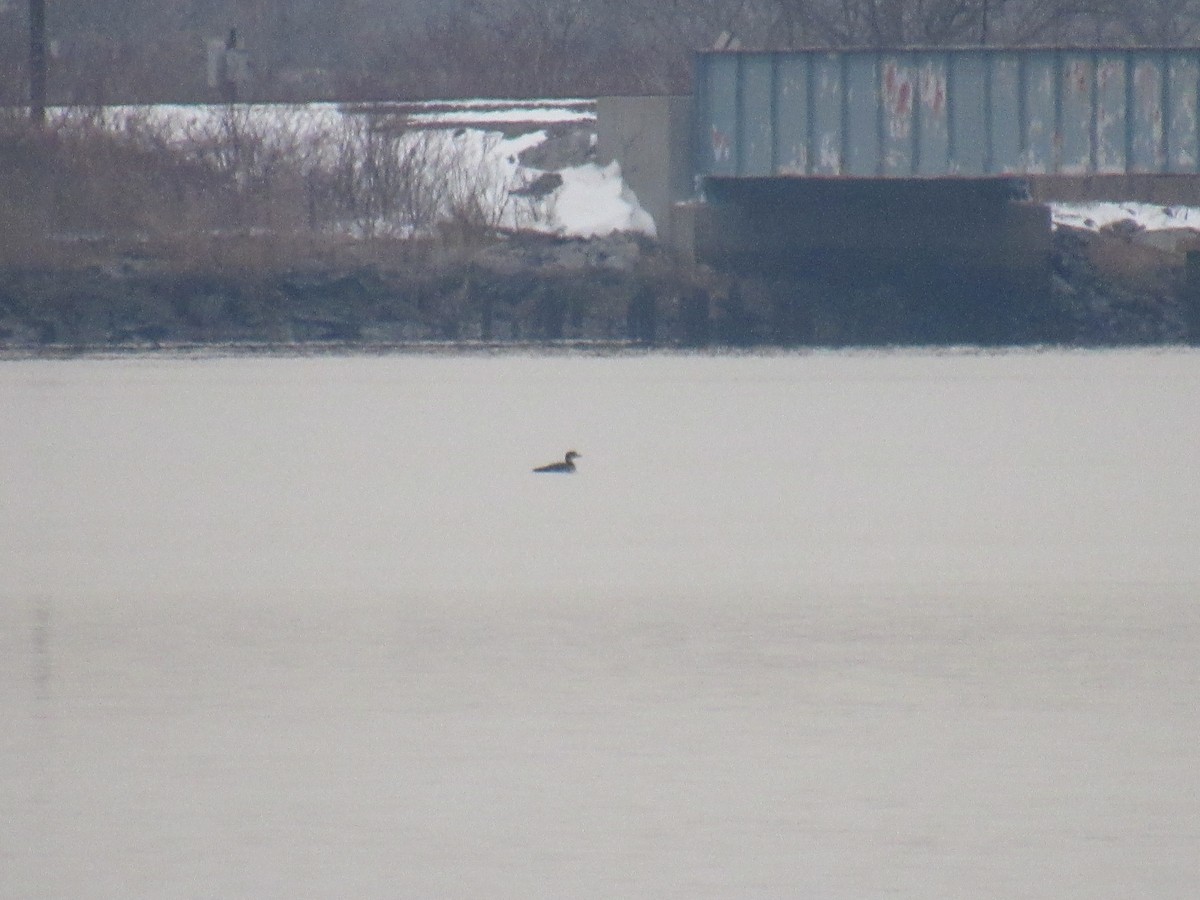 Common Loon - ML289542641