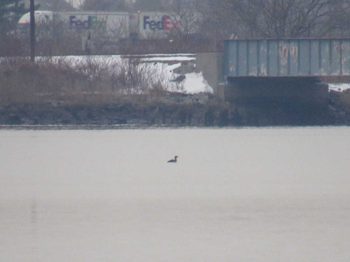 Common Loon - ML289542651