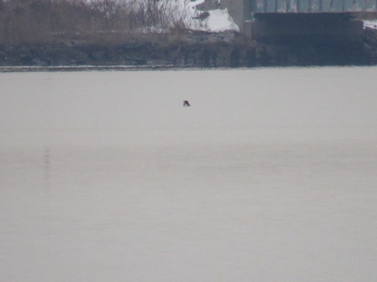 Common Loon - ML289542661